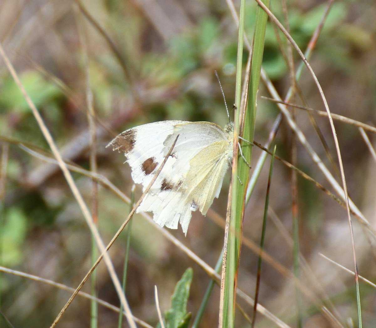 GOLFLESILES's tweet photo. Have you ever noticed that butterfly antennae are shaped like a golf club?
@sustainablegolf @boni_golf
#sustainablegolf 
#sustainablegolfcourse 
#sustainability 
#biodiversity 
#biodiversità 
#impegnatinelverde 
#naturephotography 
#macro 
#savethebees 
#golf
#golflesiles https://t.co/oK5UC5yOpT