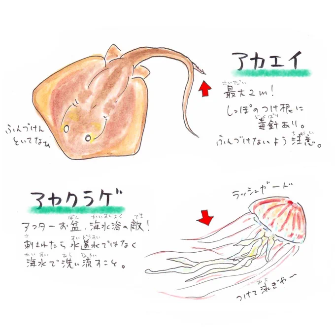 [いきものレッスン?]
海水浴で気をつけて!毒のあるいきもの☠️
クラゲやハオコゼに刺されたら、50℃のお湯に少しつけとくと痛みが和らぐよ?

詳しくはこちらで解説???
https://t.co/KPGlI0EufI

さかなの質問も受付中〜??‍♂️#うおにい
https://t.co/0h9wuyuu49 