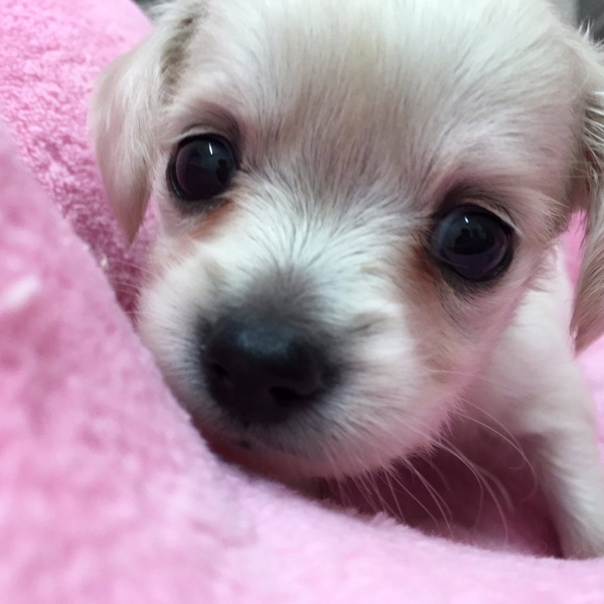 犬の家 猫の里 袋井店 Vt在籍 8月入って初めての新入生が来ました な なんと フレブル 豆柴 チワックス 豪華メンバー加入です 犬の家 猫の里 犬 犬が好きすぎる 犬のいる暮らし 犬のいる暮らし 犬好きさんと繋がりたい 犬の家 猫の里 袋井店 Vt在籍 8月入って初めての新入生が来ました な なんと フレブル 豆柴 チワックス 豪華メンバー加入です 犬の家 猫の里 犬 犬が好きすぎる 犬のいる暮らし 犬のいる暮らし 犬好きさんと繋がりたい