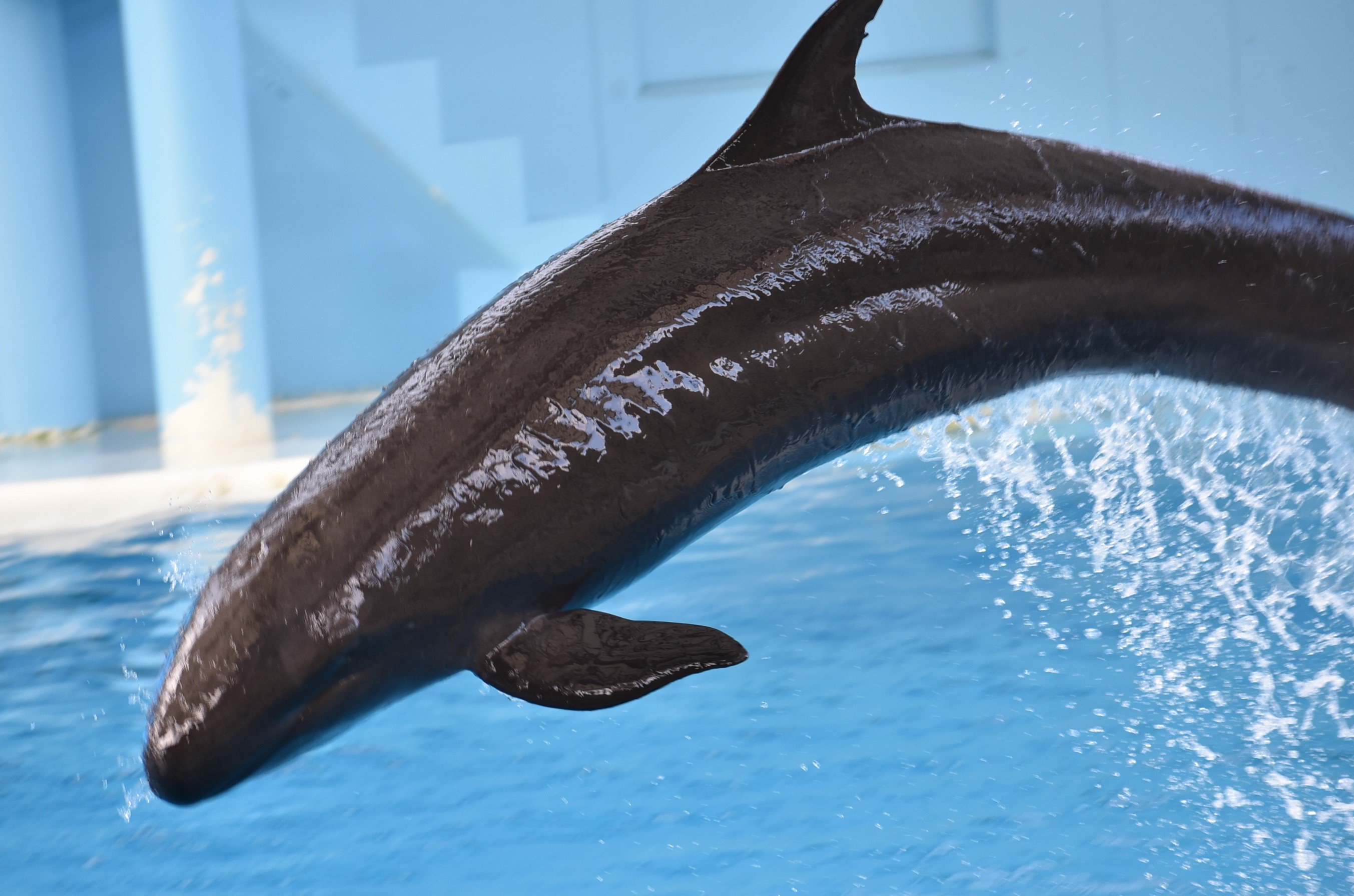 クジラ F.Whale(花柄クジラ）L#01 BLACK-301154 | Ball&Chain KOBE