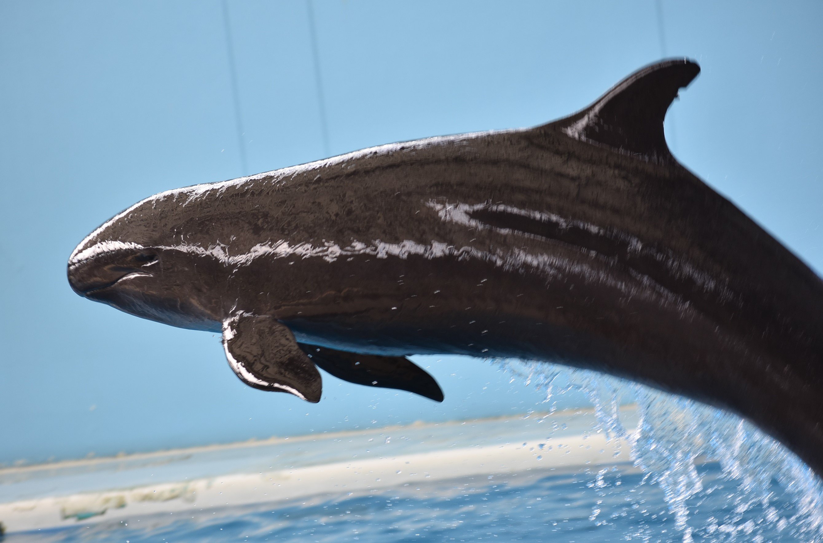 クジラ F.Whale(花柄クジラ）L#01 BLACK-301154 | Ball&Chain KOBE