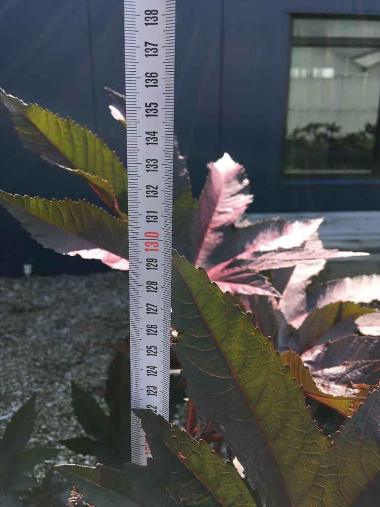 Tijd voor een update: onze wonderbomen zijn inmiddels tot 130 cm gegroeid. Hoe hoog is die van jou?? 📏🔝