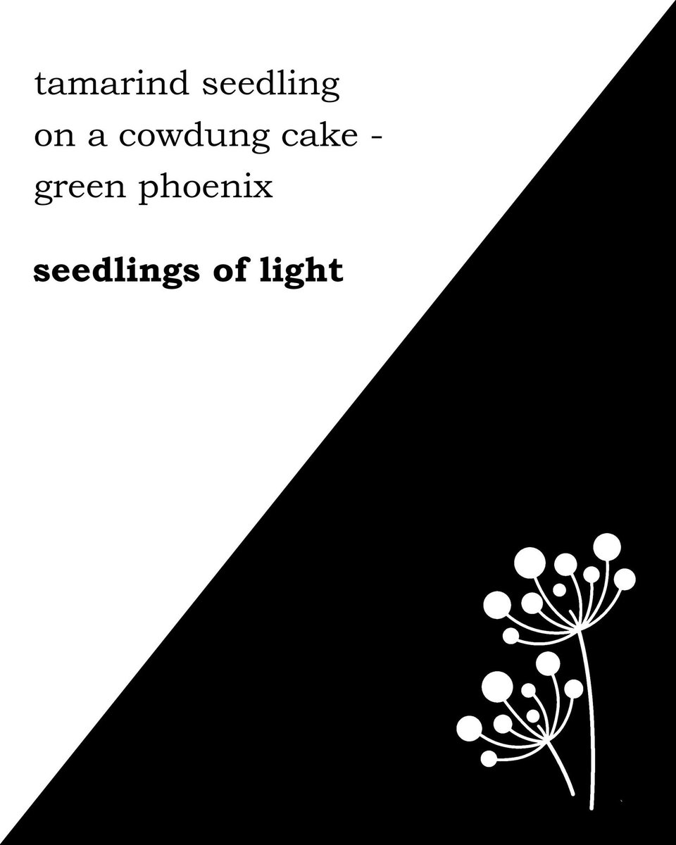 #SeedlingsOfLight is a #haiku collection, available now on #Amazon in #paperback and #kindle formats
#words #micropoetry #feelings #poetscommunity #thoughts #poem #prose #poets #poet #communityofpoets #poems #writer  #wordsmith #typewriter #text #quote #spilledink #creativewords
