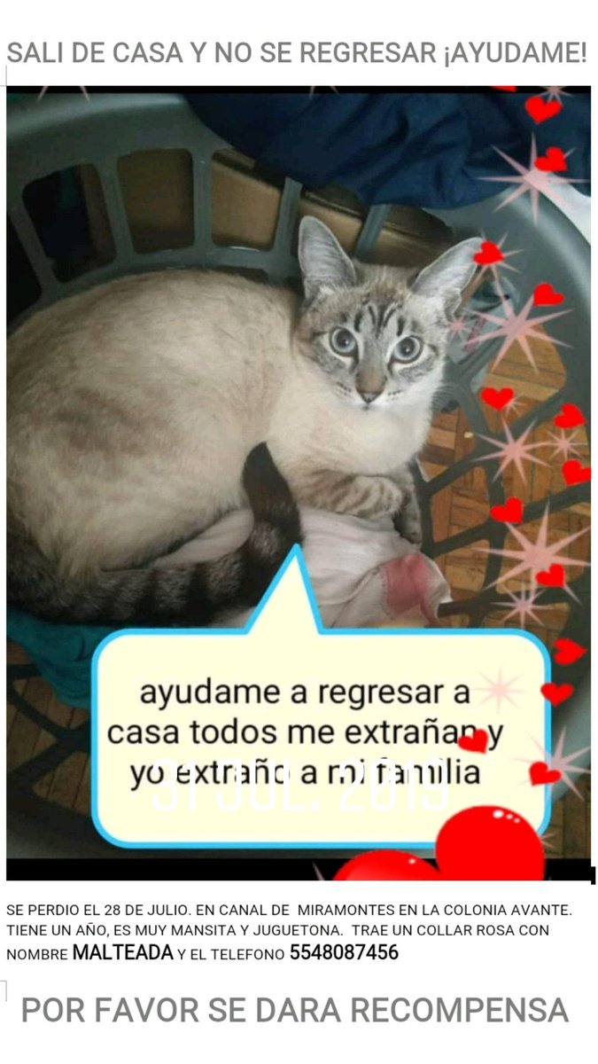 akmichella's tweet photo. Gatita tabby crema con cola anillada como lemur si la ven reportenmela Nunca había salido a la calle @vante_Coyoacan @ColCentinela @LaCampestre_Ch @Coapa_  @presidejidales @2018EDUCACION https://t.co/ZSE4pREbX0