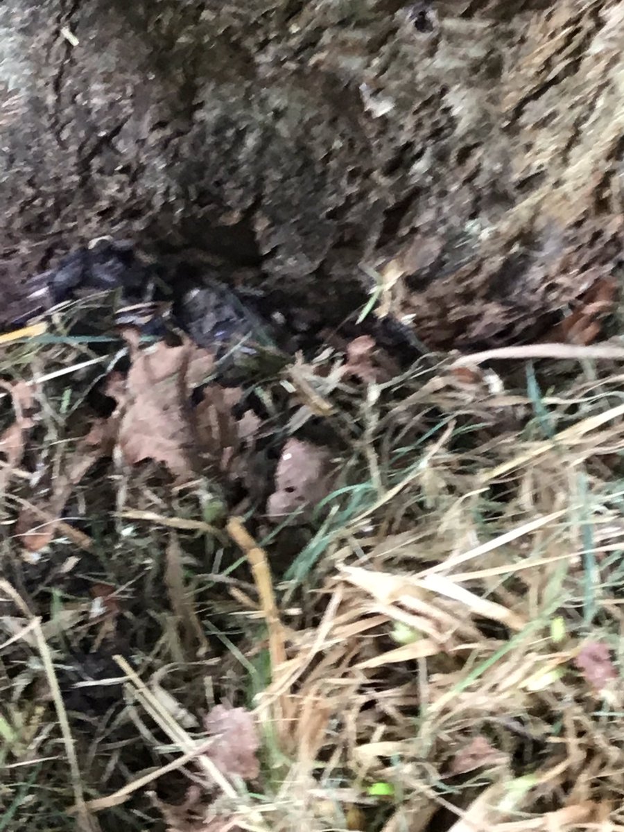 TWeek2019's tweet image. At the park looking for mini beasts 🌳🕸🐜🕷🦗🐞