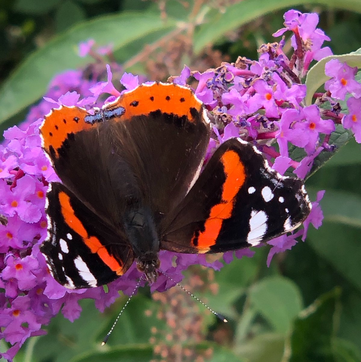 MisMandyNKOTBSB's tweet photo. @savebutterflies Spotted the Painted Lady today for the first time along with several Peacocks and Red Admirals. #savebutterflies #ButterfliesCount #bigbutterflycount https://t.co/1rxLYc4Xzn