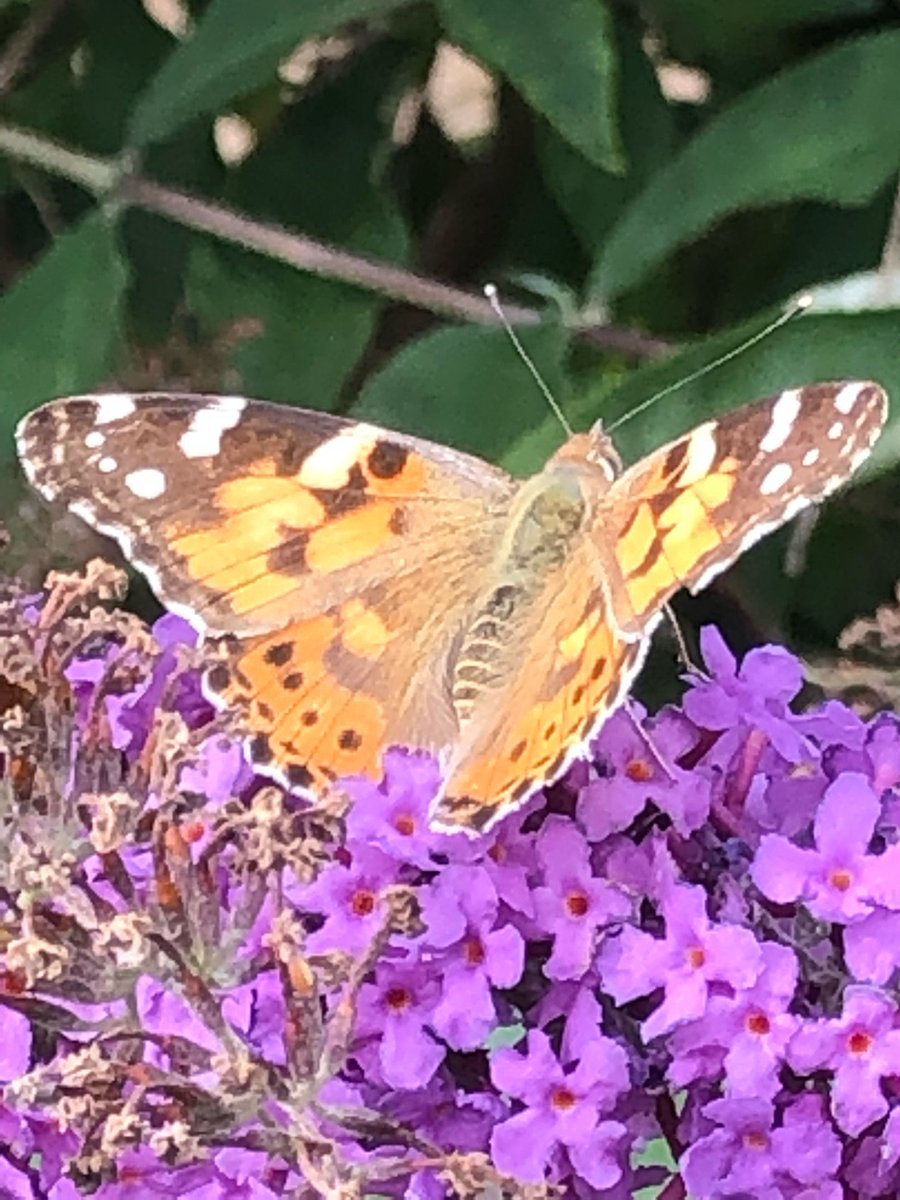 MisMandyNKOTBSB's tweet photo. @savebutterflies Spotted the Painted Lady today for the first time along with several Peacocks and Red Admirals. #savebutterflies #ButterfliesCount #bigbutterflycount https://t.co/1rxLYc4Xzn