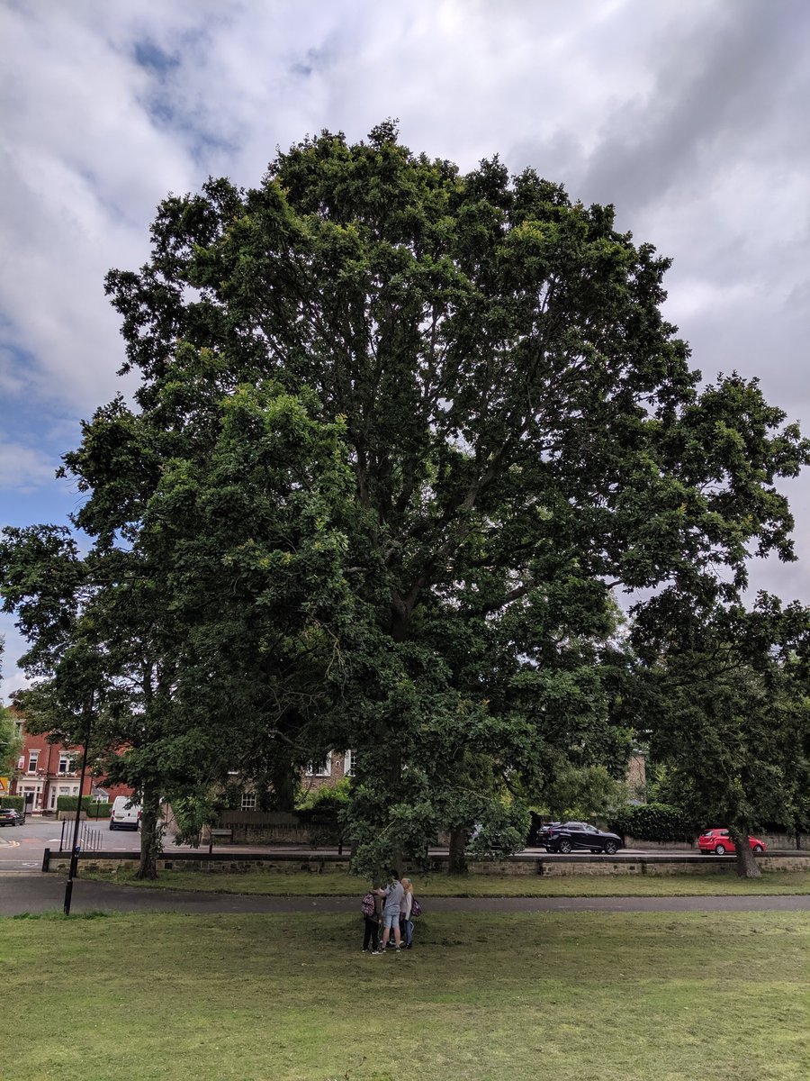 TWeek2019's tweet image. What secrets might this tree hold? #minibeasts #thinkweek