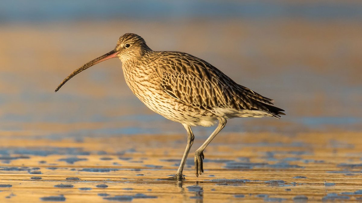 WWTworldwide's tweet image. We have heard the shocking news that the French Government has continued to allow the hunting of up to 6,000 curlews this season. This will begin today. We will post a statement later and will be considering next steps.