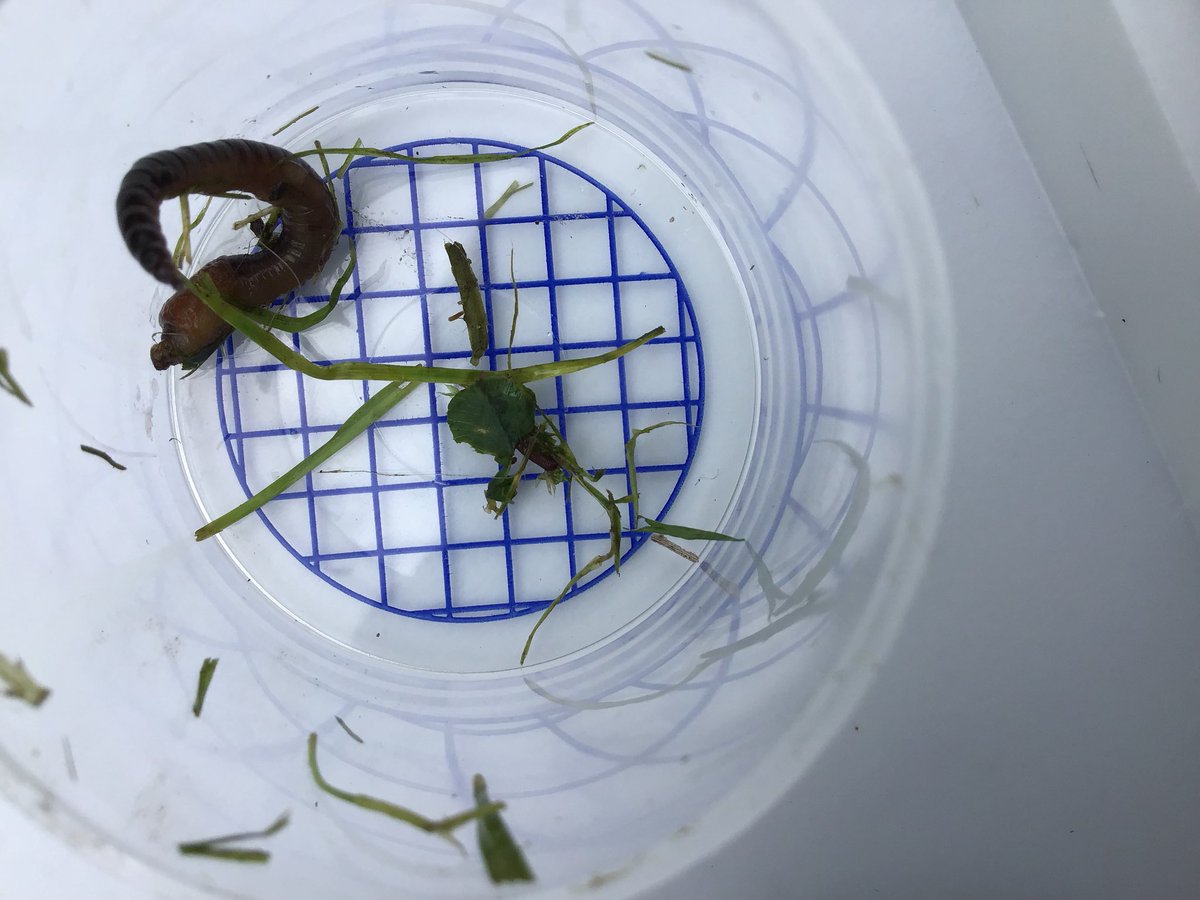 TWeek2019's tweet image. #whitegroup bug hunting