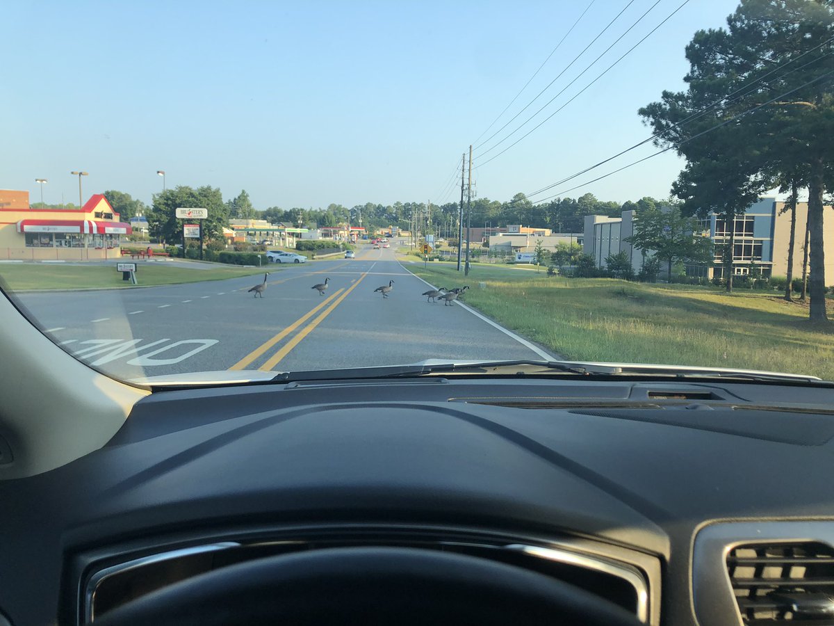The last Goose is thinking, “I hate when my morning commute is backed up all the way to the median...  now I’m gonna be late for to the pond... probably get a write up...”

I feel you brother...