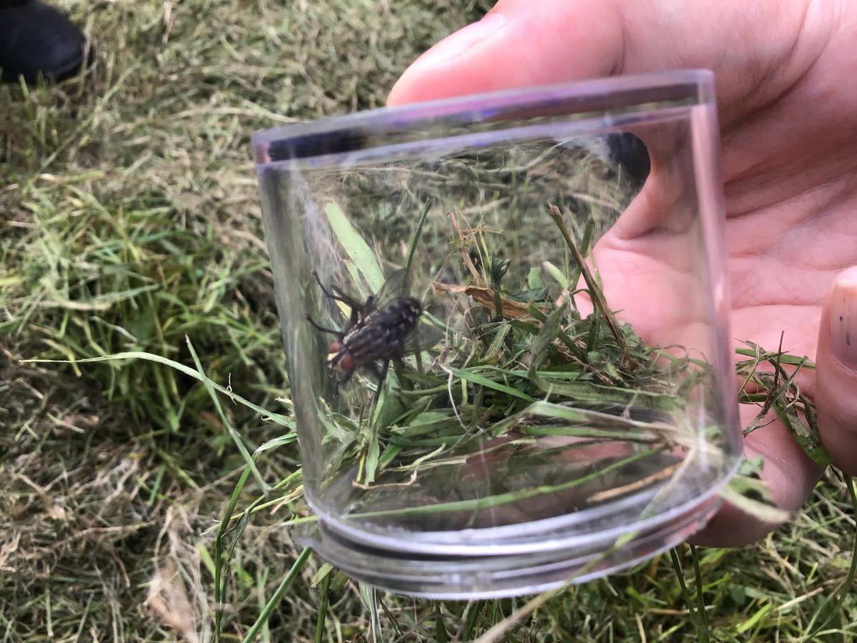 TWeek2019's tweet image. #whitegroup bug hunting