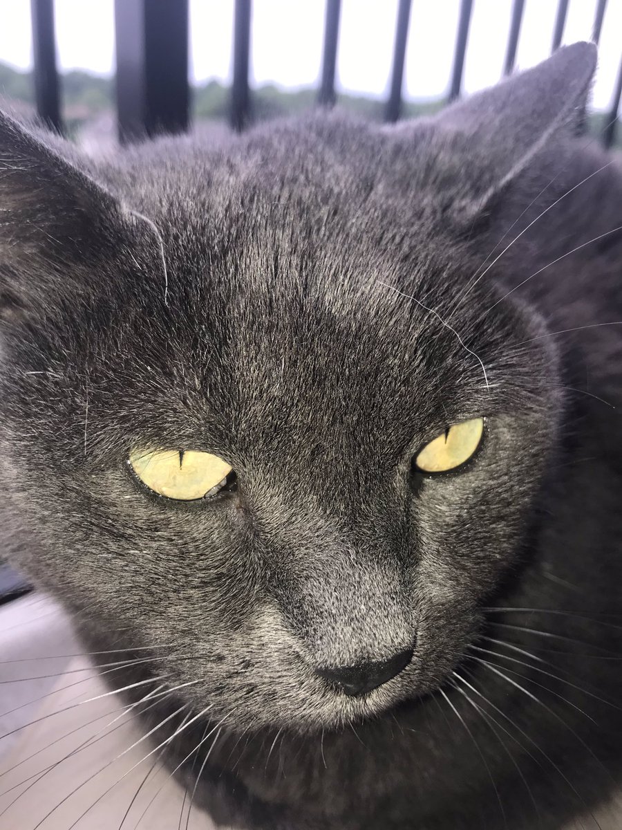 GLOWSOULPATROL's tweet image. Meow Sunday Funday 💙
#cats #weekend #Sunday #Dodgers #blessed