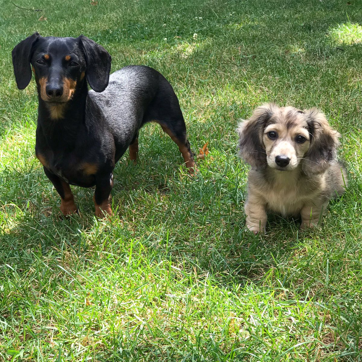 crusoe dachshund instagram