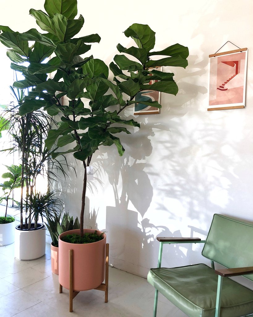 Coffee, stretch (optional), brunch, plants (required), repeat! 
Our SF shop is open and poppin' all day, plant gang! Swing by, have a seat and talk greenery with our #PlantStylists 🤓