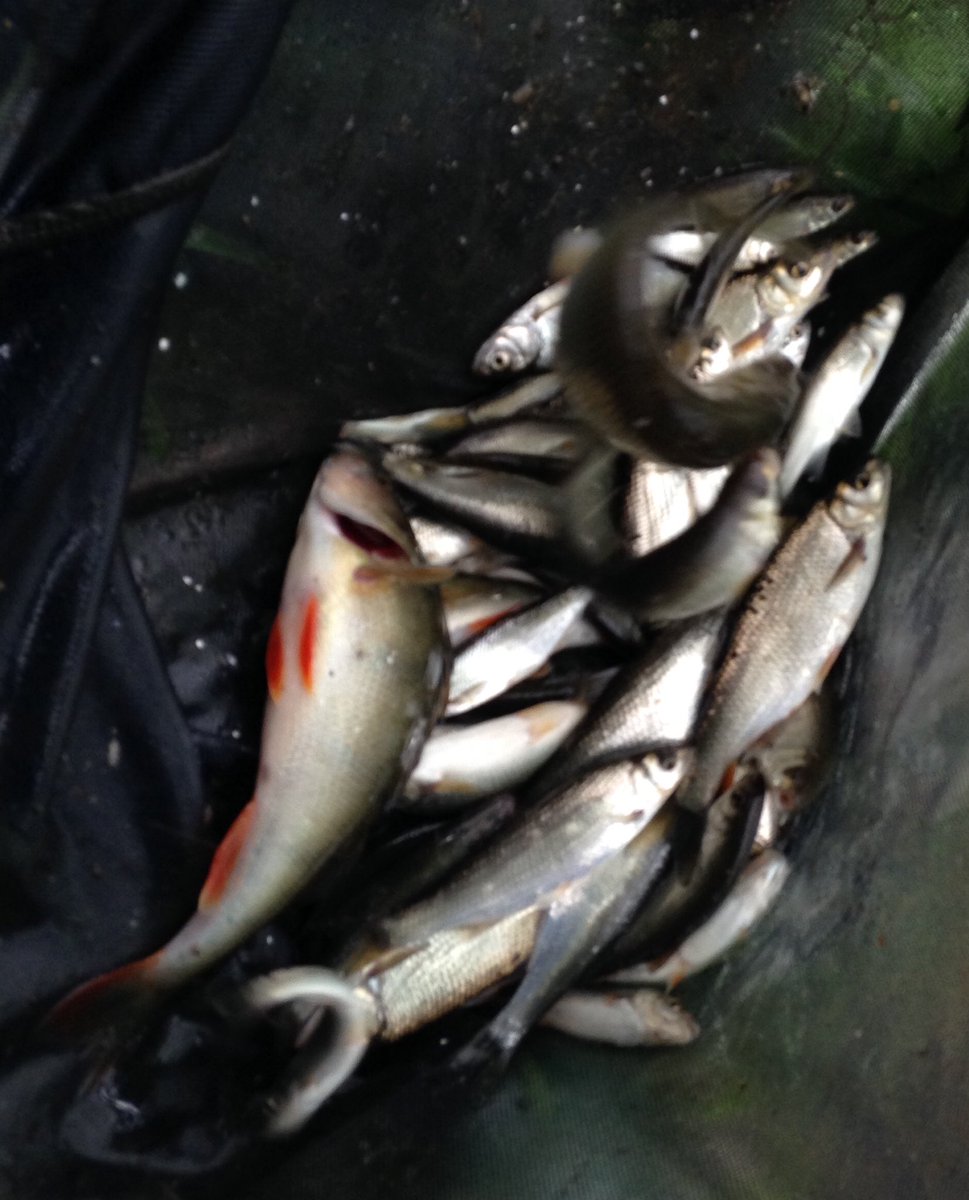 cwcstickers's tweet photo. Approximately 5lb of Dace, Perch, Bleak, Chublets &amp; Roach #stickfloat #MiddleSevern #Shropshire 👍🎣 https://t.co/CB3vMNj77a