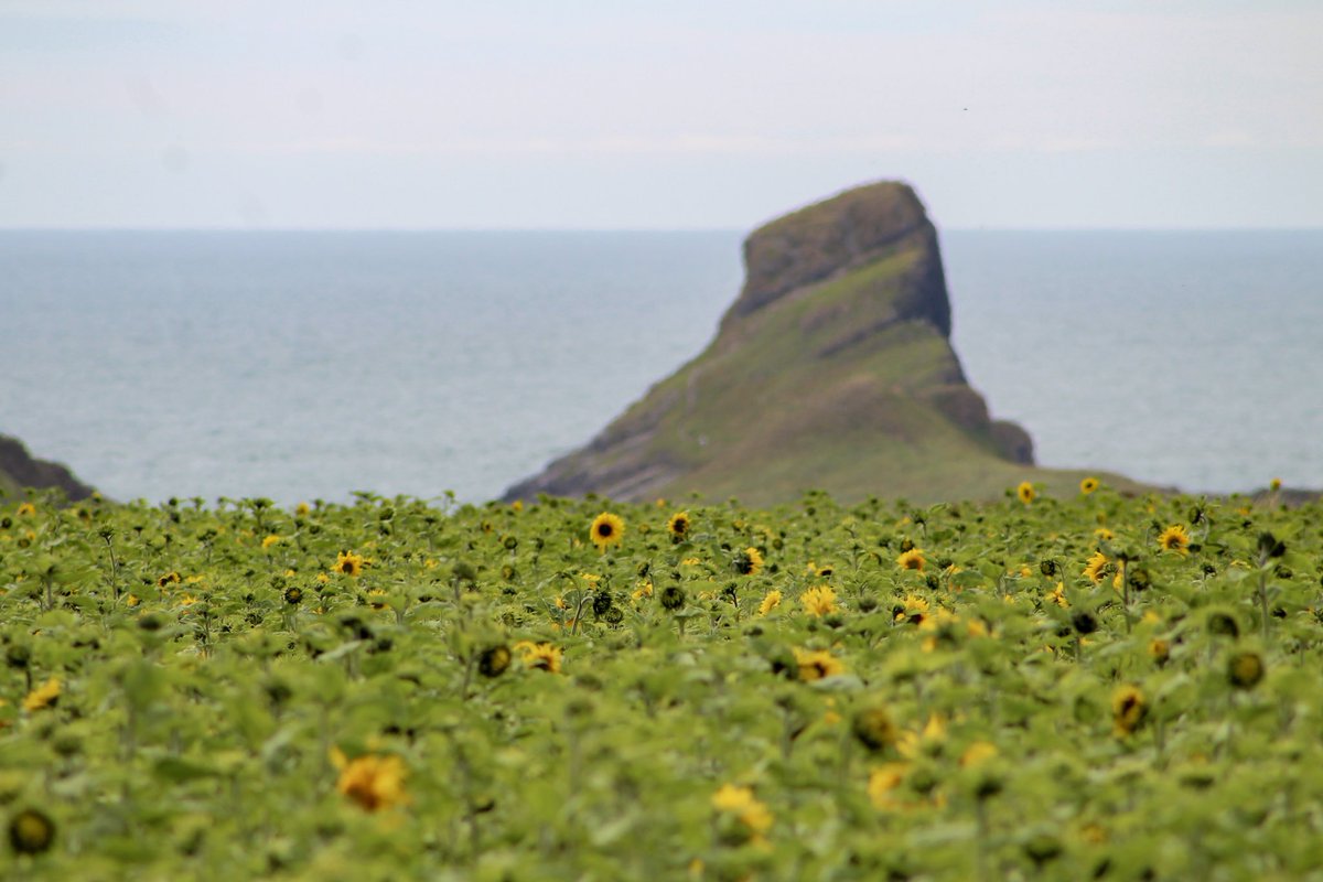 PhotosLou's tweet photo. So excited that the sunflowers are starting to appear again down Rhossili. Can’t wait for the field to be full of the yellow flowers 
⁦@GowerNT⁩ ⁦@NTWales⁩ ⁦@nationaltrust⁩ 
#sunflowers #rhossili #wormshead #photography https://t.co/iu9KCjDZ6V