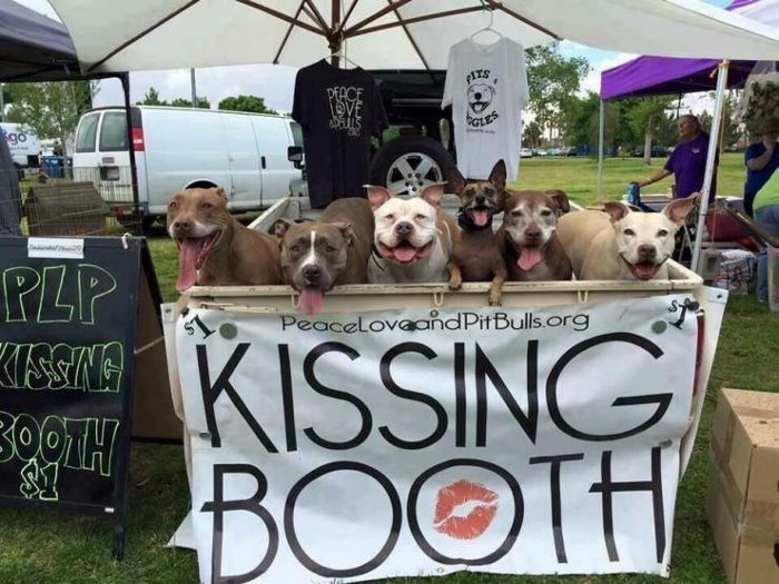 The #cutest #kissing #booth ever!😍😂👍🏼

❤️#adorable #cute #happy #smiling #dogs #doglovers #ilovedogs🥰