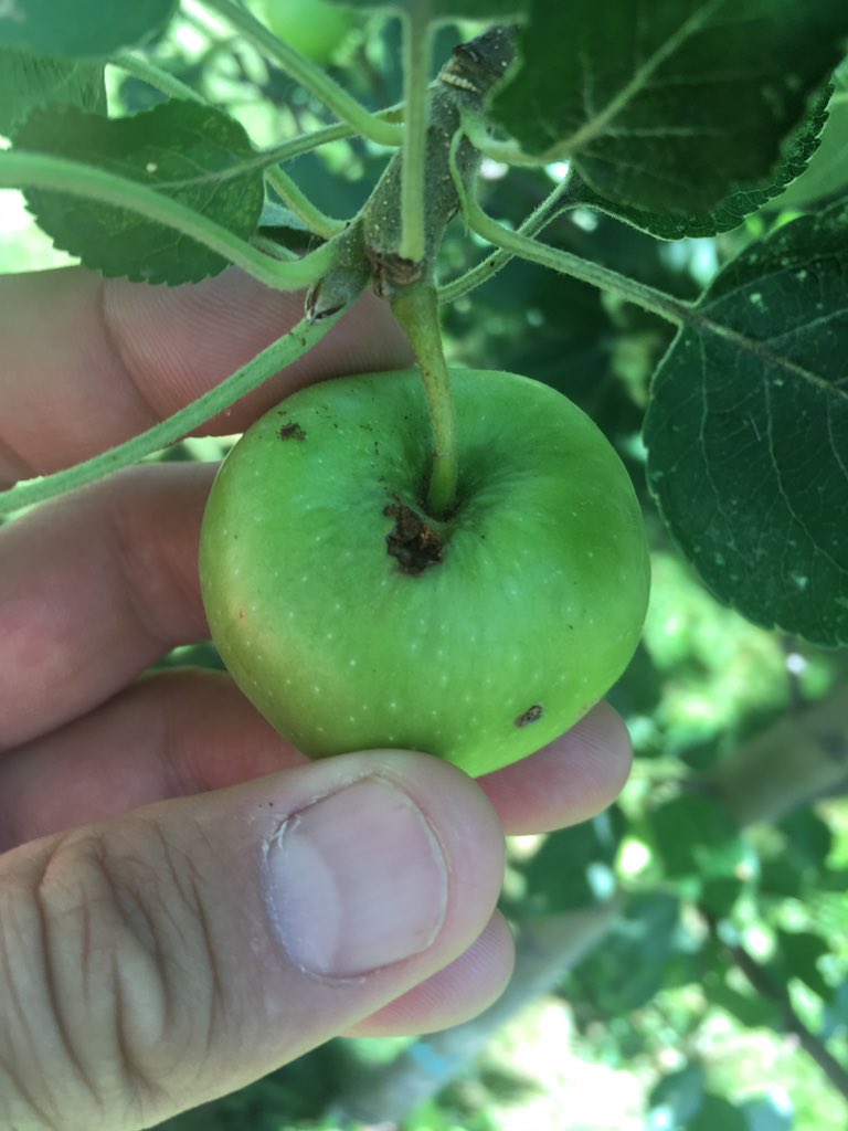 So my Honey Crisp apple tree is finally producing well but I think I have some worms or grubs. What can I do to get them gone and the apples bigger. Also when should they be picked. #homeycrispapples #apples #growingfruit