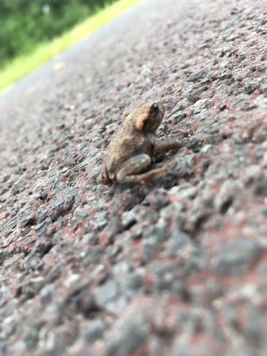 Spotted this little guy on my cycle home yesterday!