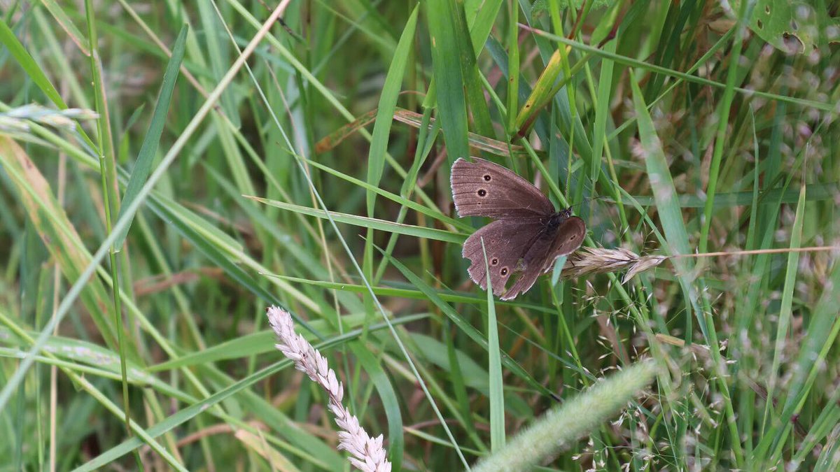 lauraexploress's tweet photo. Walked around St Helens Wood today! What a beautiful place🦋 #ringlet #meadowbrown #nature #photography #wildlifephotography https://t.co/aKyZxpBdb6