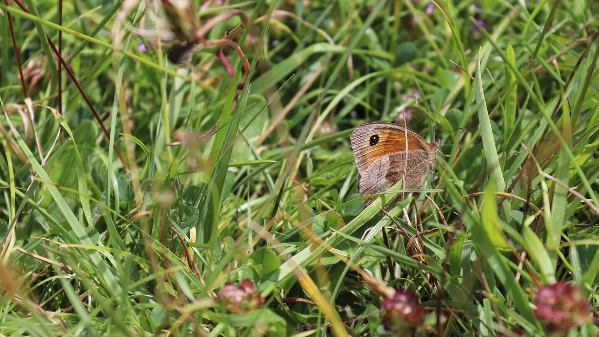 lauraexploress's tweet photo. Walked around St Helens Wood today! What a beautiful place🦋 #ringlet #meadowbrown #nature #photography #wildlifephotography https://t.co/aKyZxpBdb6