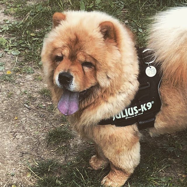 Adamhalsey's tweet photo. Morning walk with @kingsimbahalsey 💙💙💙💙💙 .
.
.
#chowchow #chowsofinstagram https://t.co/ZgIT3cDfm8 https://t.co/TymeMXekld