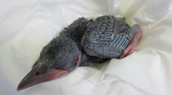 Haizea M Zubieta در توییتر Lo Siento Un Monton Pero Eso No Es Un