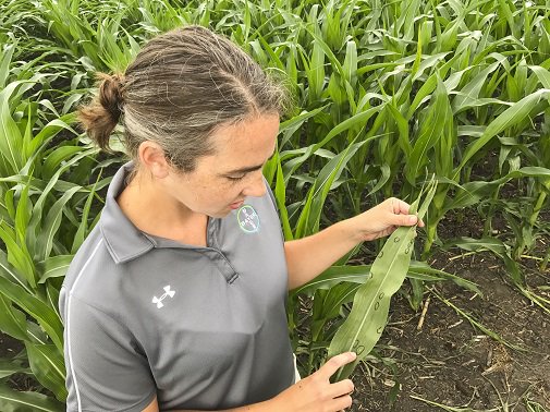 FarmWeekNow's tweet image. ICYMI: Begin #scouting #corn for #GrayLeafSpot near tasseling stage. @Bayer4CropsUS shares when to #spray. Read more here: bit.ly/ToSprayOrNot   @JimDonnelly1
