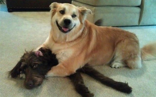 les_animaux_'s tweet photo. https://t.co/IWIVogUNok