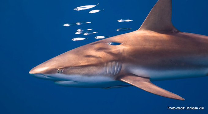 SharkAdvocates's tweet photo. Eastern Pacific Policies re: Whale Sharks, Hammerheads, Manta &amp; Devil Rays, Silky Sharks, Finning: See what we're requesting w/ 
@HSIGlobal @SharkTrustUK @Defenders @projectaware in statement for #IATTC Meeting (noting @BonnConvention @CITES connections) https://t.co/oCqh35rJAt https://t.co/7WtNJg5tJD