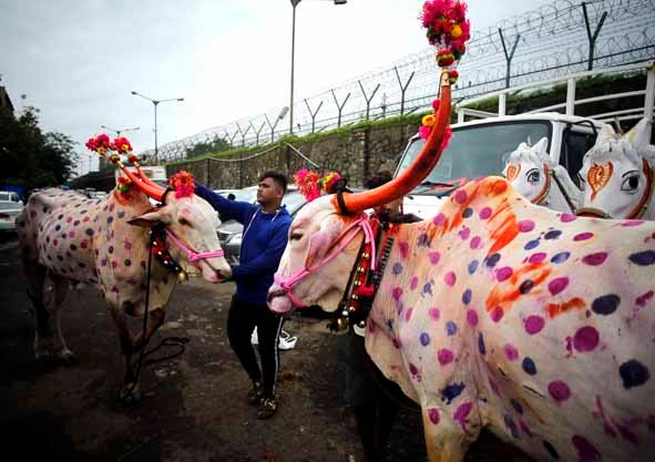 THMumbai's tweet image. #WeekInFocus Photo by @emmanual09 July 15: Bulls are decorated and prepared for procession to mark the Bendur festival, celebrated across #Maharashtra to honour farm animals.