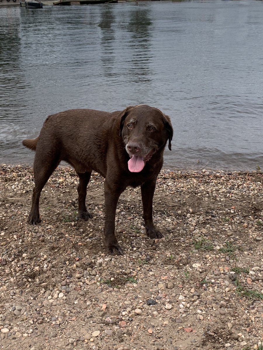 Had a lovely walk with <a href="/TullyKearney/">Tully Kearney OBE PLY</a> and my new friend <a href="/nate_williams23/">Nate Williams</a> at my favourite park #spoiltdoggy #swimming