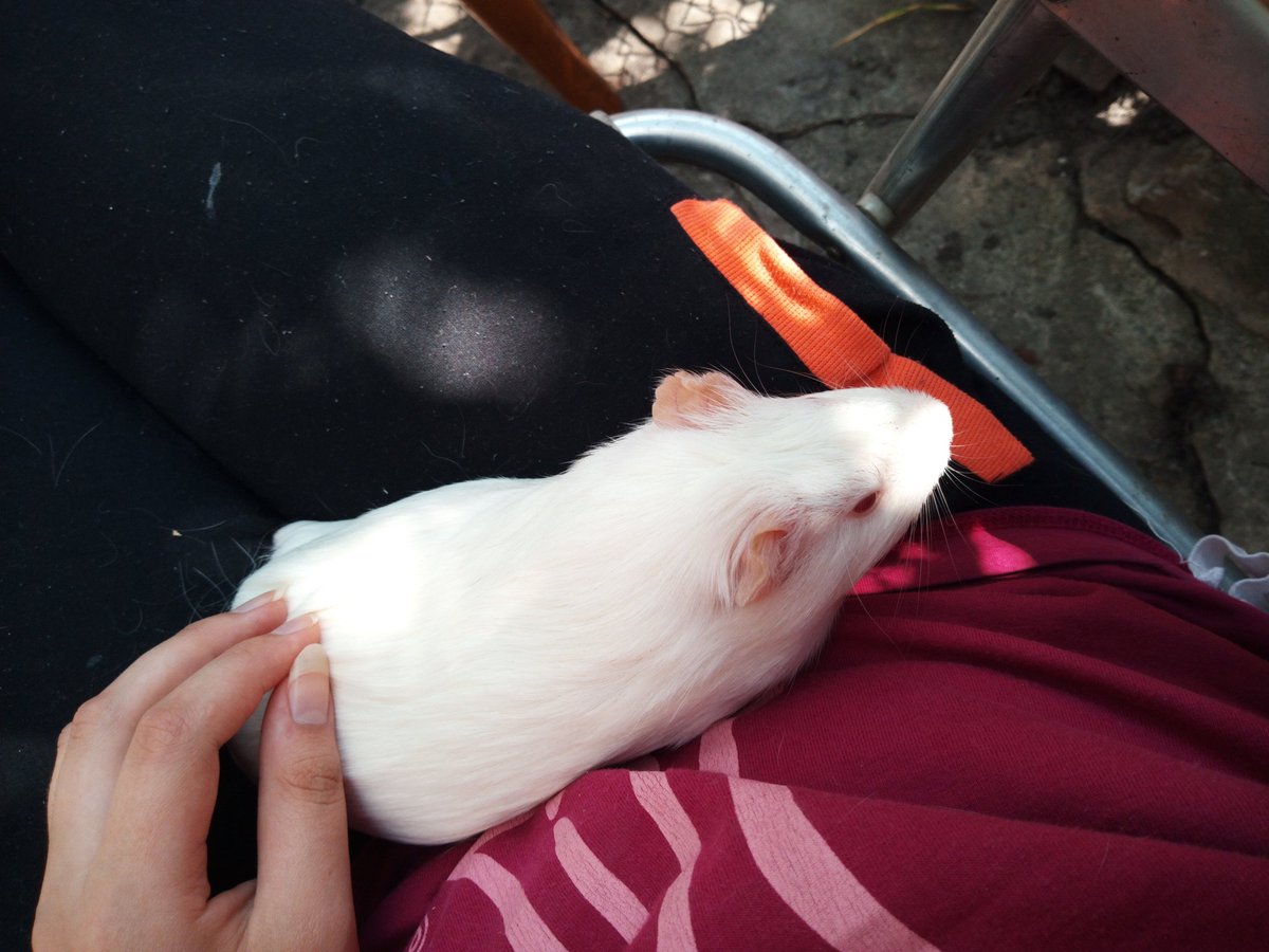 И эта лапуся гуляет 
#albino #cavy