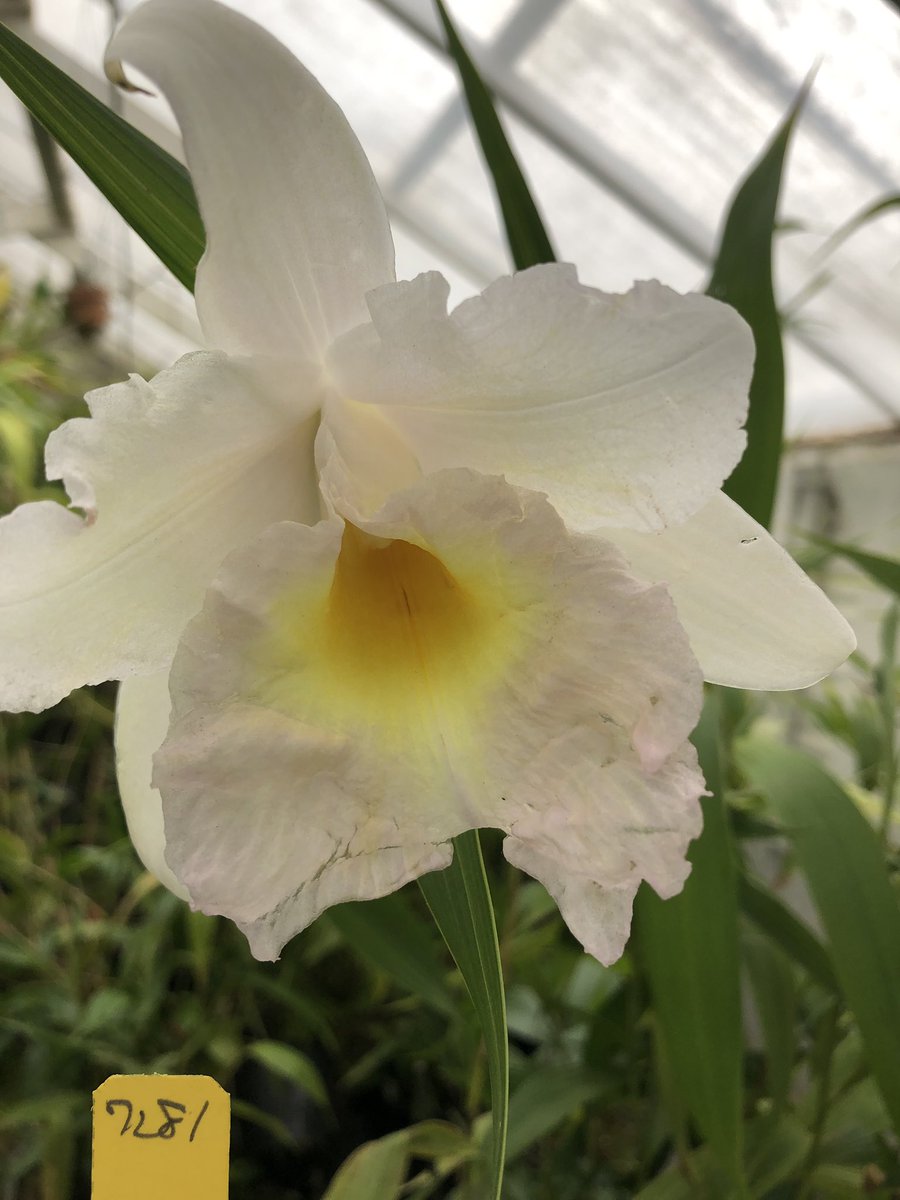 BruceRogers4's tweet photo. For #sobraliasaturday and #SobraliaSunday a nice full #orchid #flower #blooming in the #SanFrancisco #greenhouse #locely #theorchidwhisperer https://t.co/2jzP2biFgy
