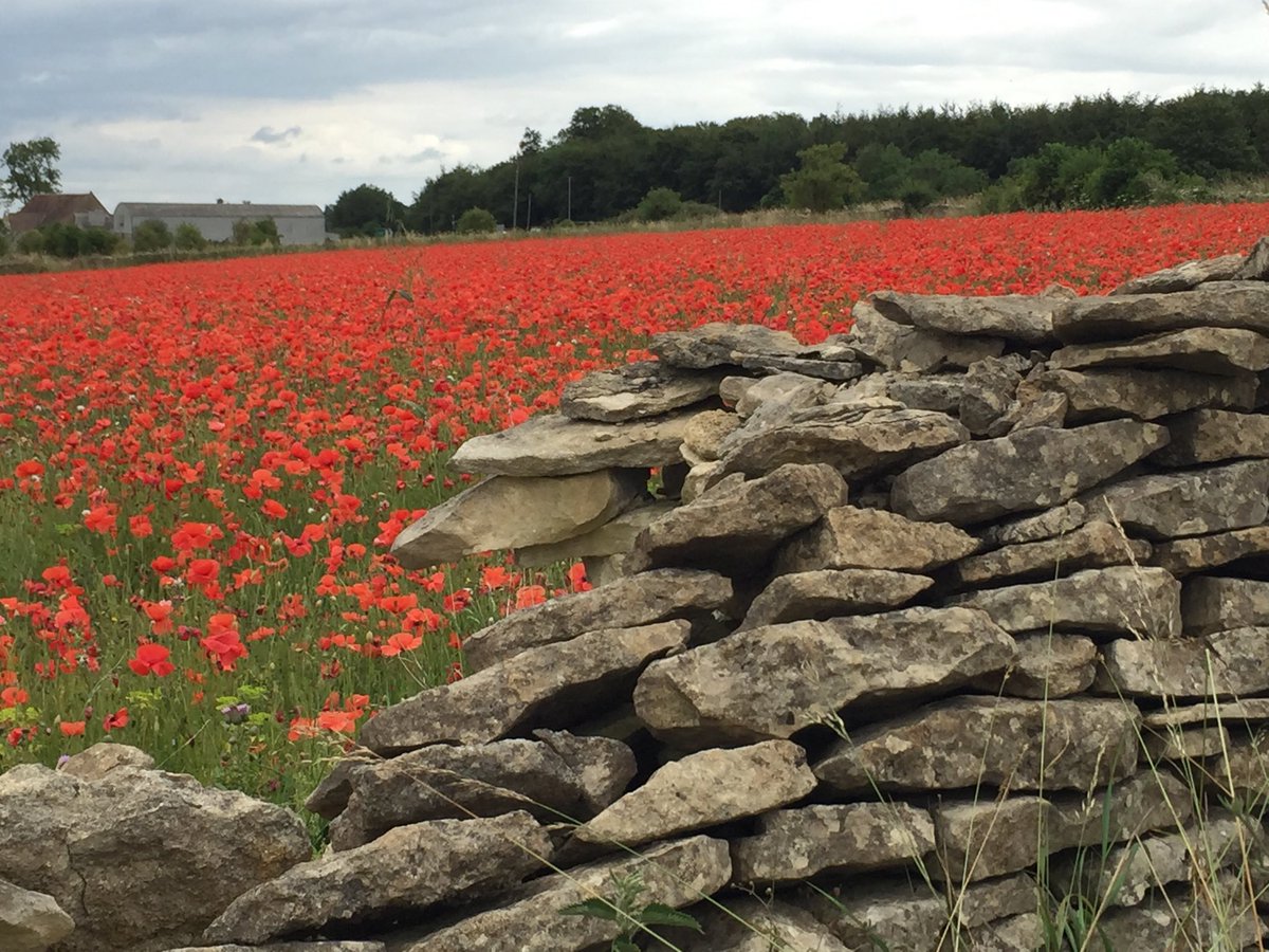 chalkyputterill's tweet photo. Just drove past this beautiful field of poppies of the A46 Hawkesbury Upton in the cotswolds https://t.co/rmr5moDdL7