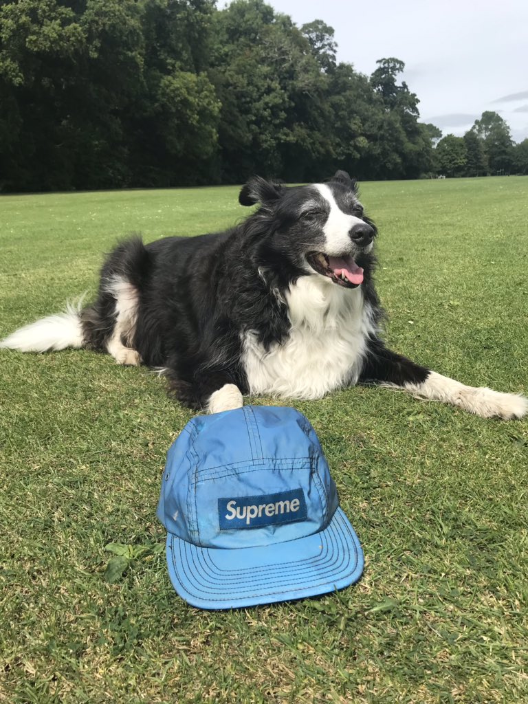 Ruby_thedog's tweet image. Today I found a #Supreme cap in the river! A refreshing change from tennis balls! #COOL