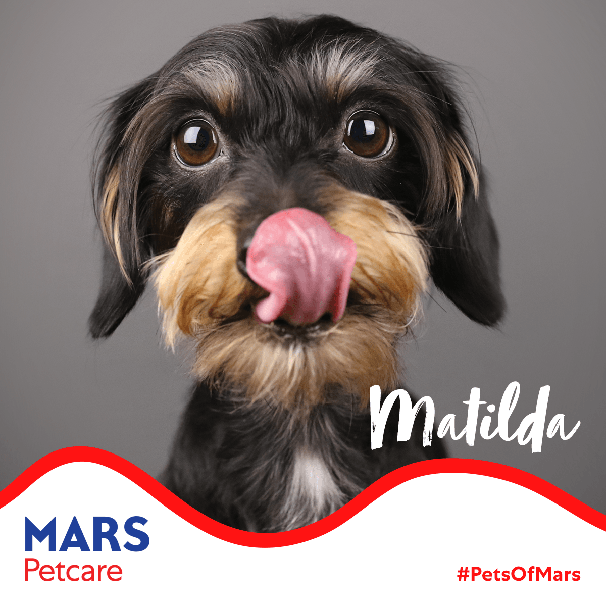 MarsPetcareUS's tweet photo. #PetsOfMars: I'm Matilda. I like to let others know I am very big and in control. All 8 lbs of me. I protect my food, my work area and my favorite dog pals. I'm pretty impressive. 🐶❤ #MarsLovesPets https://t.co/BYMw25ZKU3