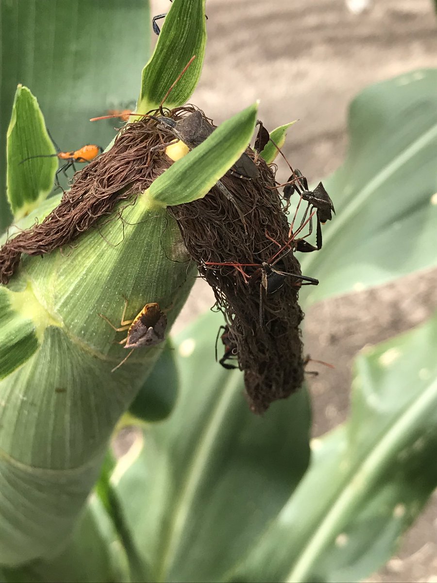 Stink bug and leaf footed bugs