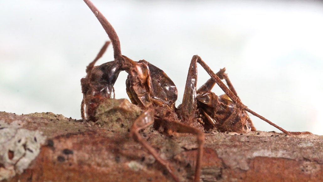 Почему умер муравей. Кордицепс муравей зомби. Ophiocordyceps unilateralis.