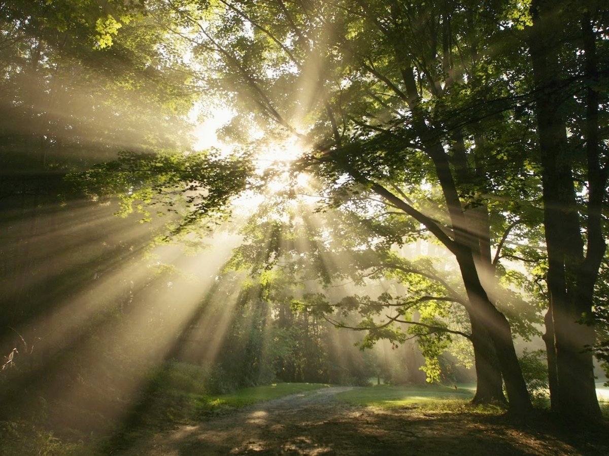 PNymous's tweet photo. Je découvre le Komorebi.
C'est le mot japonais qui désigne les rayons du soleil traversant les feuilles des arbres.
Pourquoi aucun d'entre vous ne m'en a parlé avant ?! :) https://t.co/WPPvNierge
