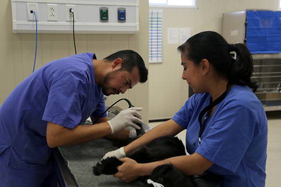 ivsslasgarzas's tweet photo. #21Jul La Dirección del Hosp. @ivsslasgarzas, felicita a los Médicos Veterinarios en su día. Fecha determinada durante el I Congreso Grancolombiano de Médicos Veterinarios, actividad que se desarrolló del 21 al 28 de Julio de 1946 en Caracas. @NicolasMaduro @magallyvina @edcar24 https://t.co/NFhZHY9m9n