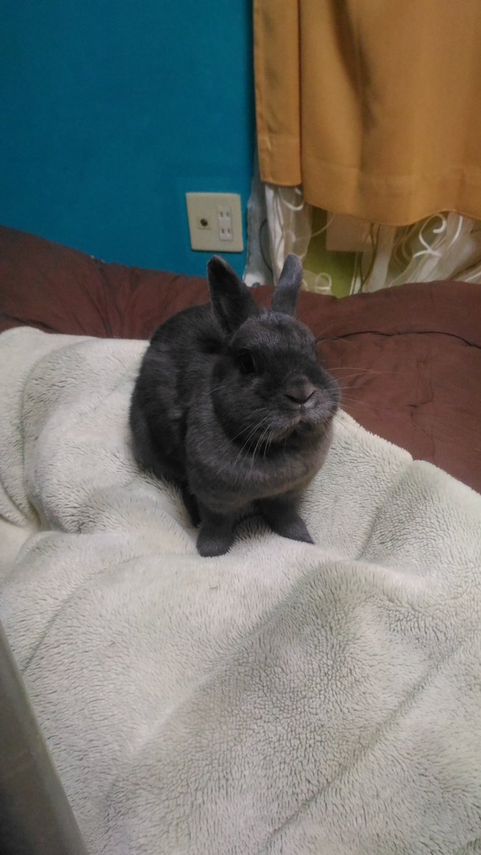 また布団の上にいるｗｗ