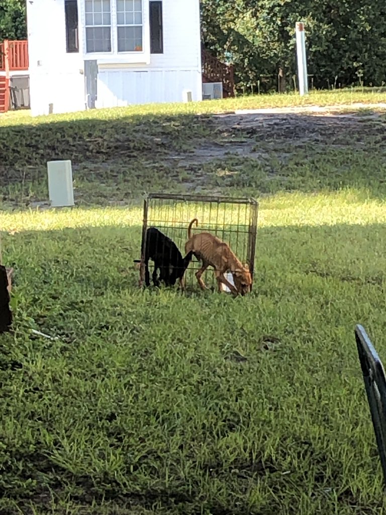 thomm6446's tweet photo. @JSOPIO Hey. Question. What do I do when we’ve called numerous times and your officers and animal control do nothing to help these animals? https://t.co/LaLFkb6Y49
