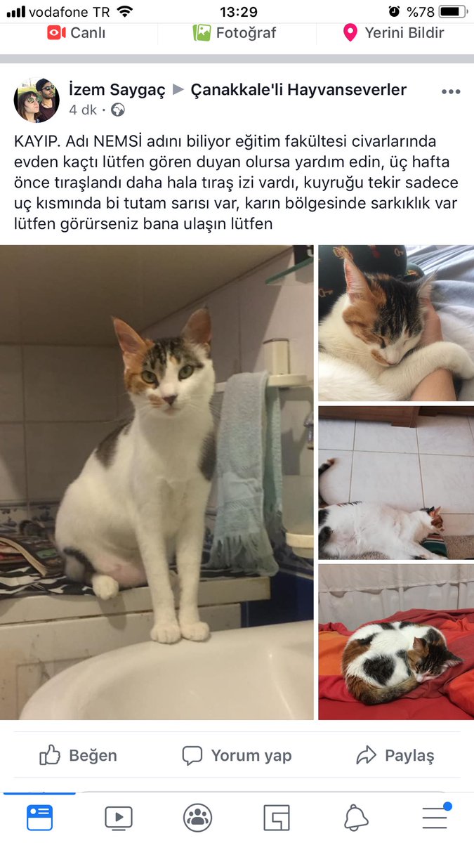 izmsygc's tweet photo. Çanakkale arıburnu sokak civarında kayboldu gören duyan korumaya alıp bana ulaşabilir mi lütfen 😔 burdan ya da instagramdan @iiizeeem https://t.co/lc9DPFv54F