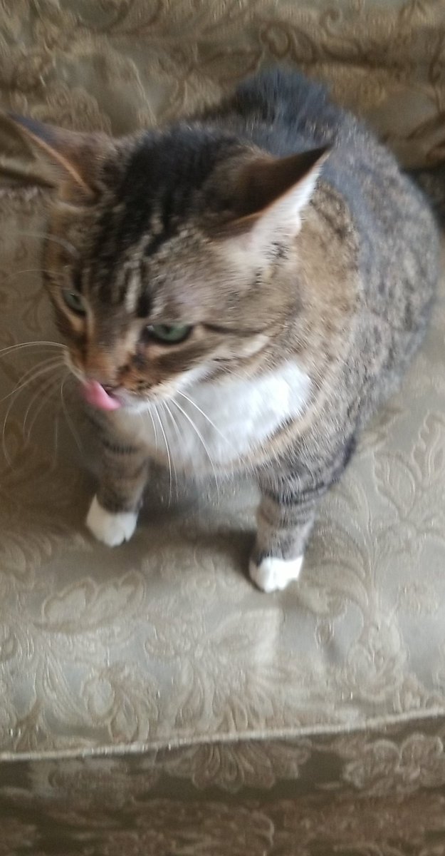 _WhosKyle's tweet photo. Cat with tongue out: a series https://t.co/0UM9G3wYp7