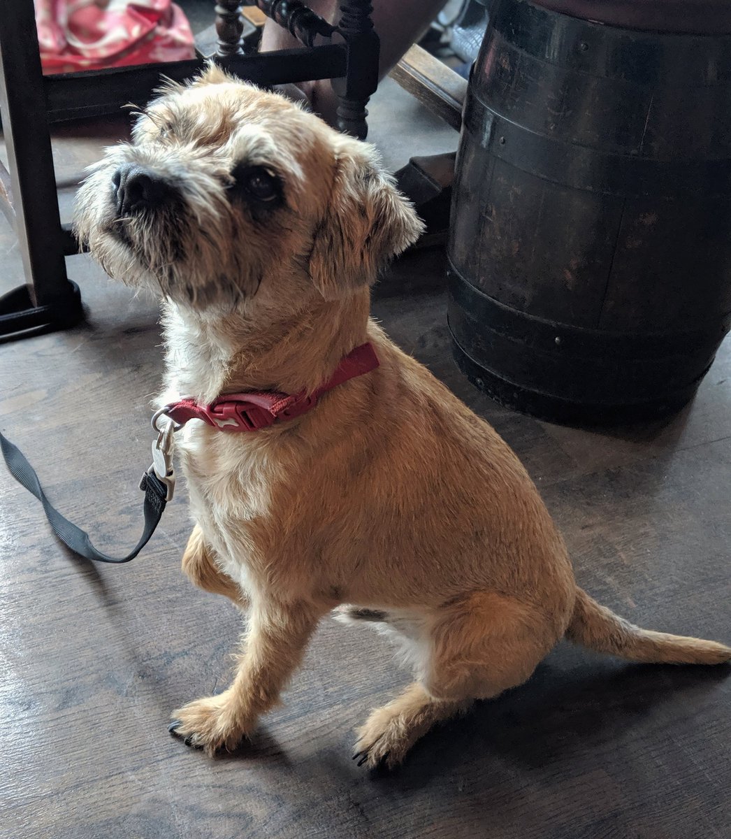 TheEagleSheff's tweet photo. Baxter on time-out duty this Sunday πΆβ€οΈ
Dogs always welcome βοΈ
#bestinshow #publife #pubs #pub #ThornbridgeBrewery #Thornbridge #brewery #TheEagle #doggo #dogs #doggos #petsathome #pubdog #beauty #petme #strikeapose #pose #Sheffielddogs #showdog #dogs #dog #itsadogslife https://t.co/aqQUctCGVh