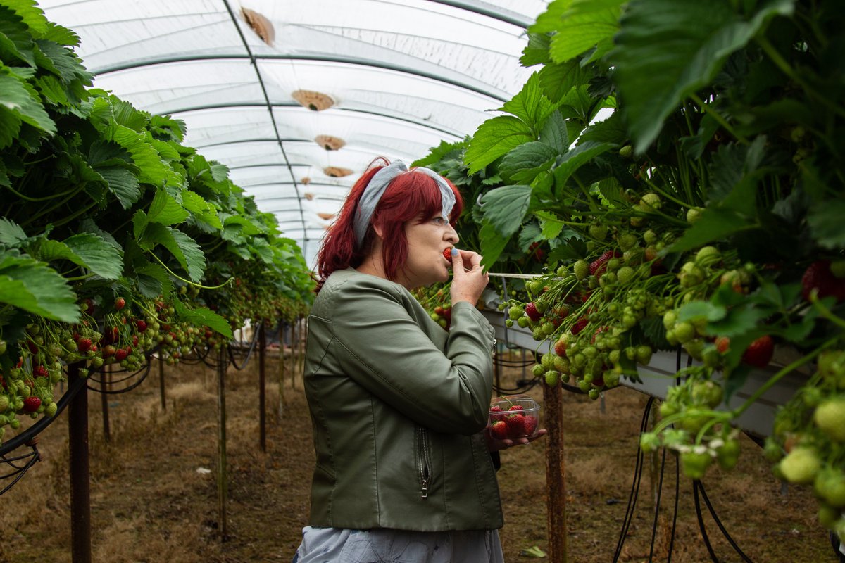 RockinFoodWex's tweet photo. A wonderful way to start the August Bank Holiday weekend in the sunny southeast. 

A @TasteWexford_ food tour on Friday Aug 2 w/ @GallivantingIre visiting @ReganOrganic &amp; @WheelockFruits. #TastetheIsland #RockinFood19

Only 6 tickets left: https://t.co/kd4YiGl7M8 https://t.co/OdtueogBvb