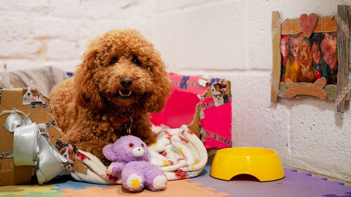 waffle the wonder dog toy