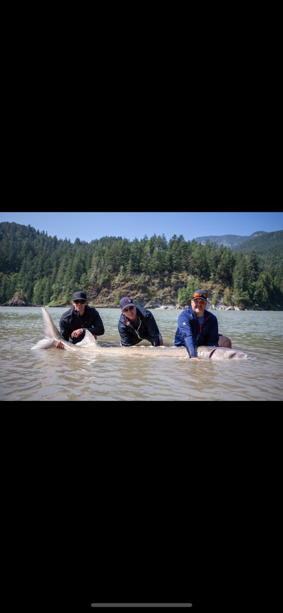 Sturgeon veteran and BC boy  ⁦<a href="/DGrant57/">Derek Grant</a>⁩ of the ⁦<a href="/AnaheimDucks/">Anaheim Ducks</a>⁩ is back to enjoy these👇 kind of days on the Fraser River! DM for info! ⁦<a href="/cmhakelowna/">CMHA Kelowna</a>⁩ ⁦<a href="/RBCwealth/">RBC Wealth</a>⁩  ⁦<a href="/SturgeonSlayers/">Sturgeon Slayers</a>⁩